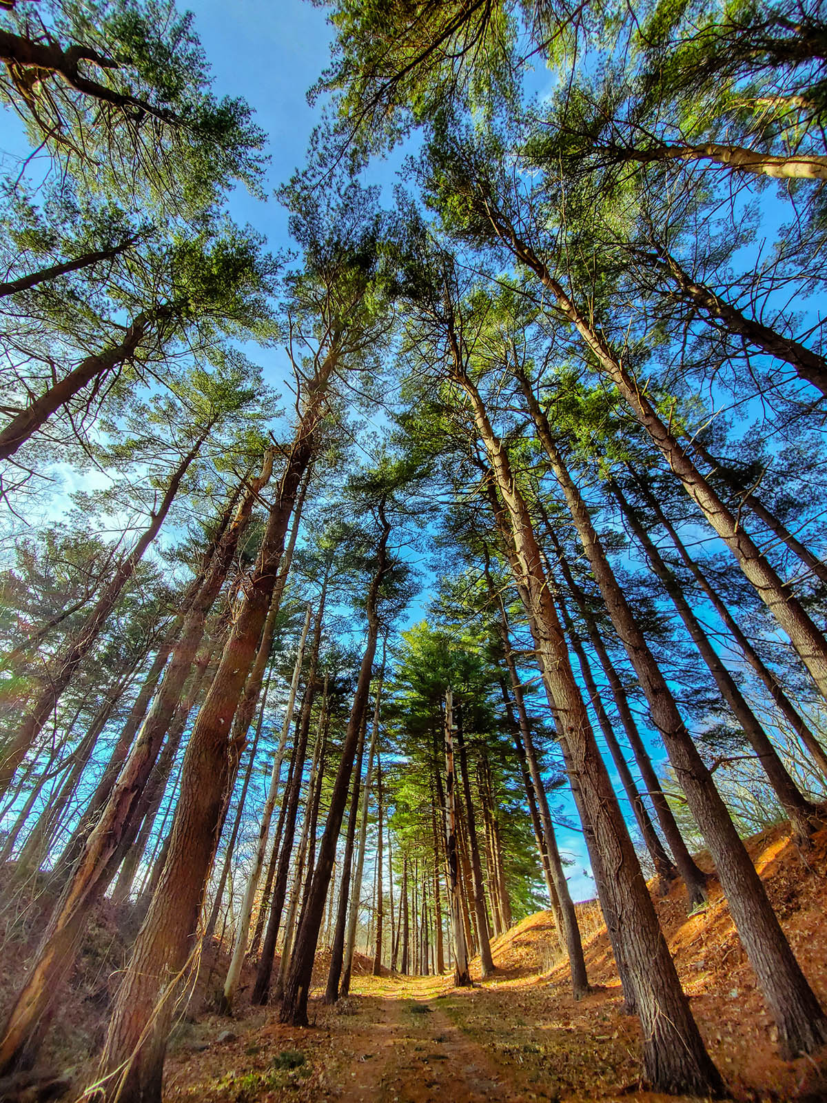 Trees on the Weston Aqueduct Trail