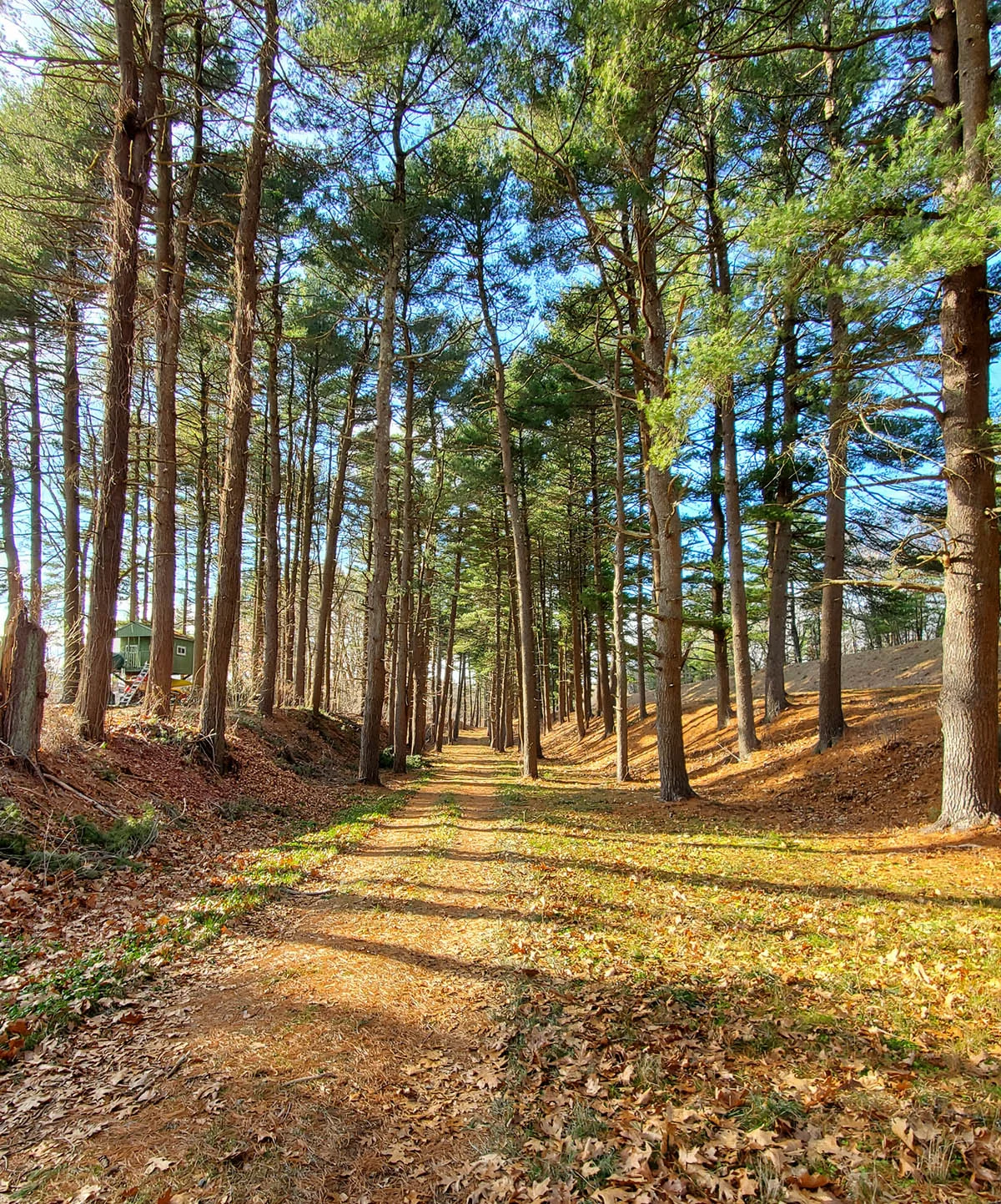 Photo of the Weston Aqueduct trail - dirt trail surrounded by pine trees