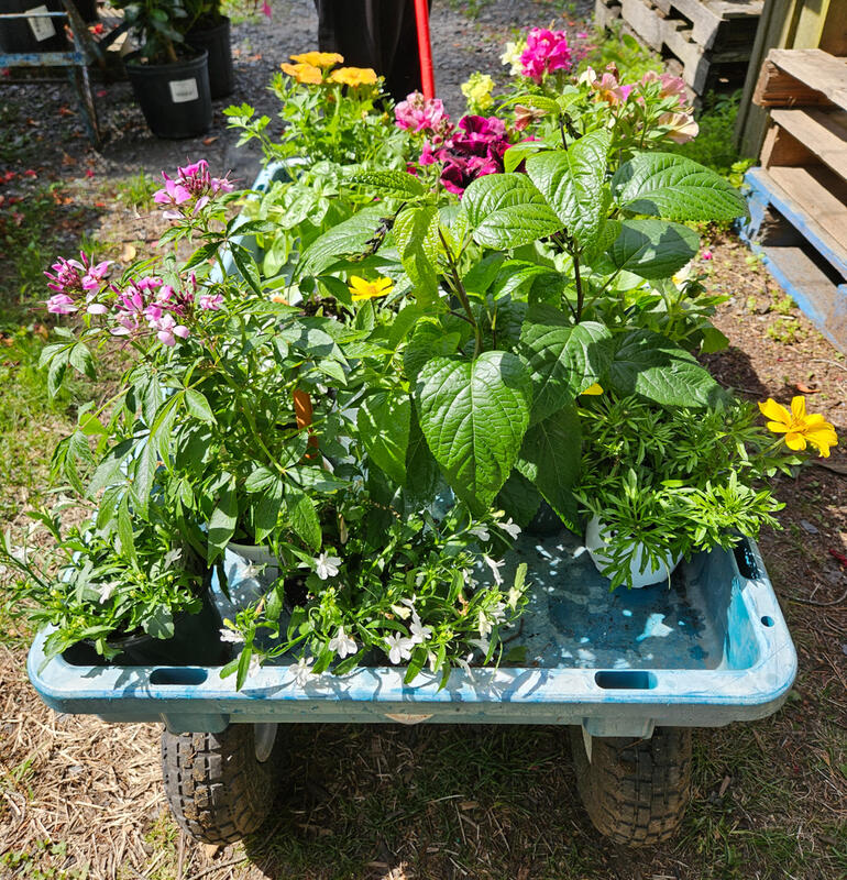 Several plants in a wagon